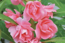 Load image into Gallery viewer, Paint & Plant Kit