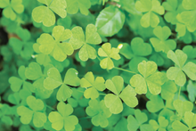 Load image into Gallery viewer, Paint & Plant Kit