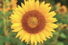 Load image into Gallery viewer, Paint & Plant Kit