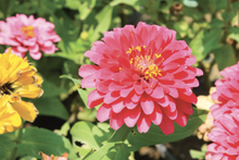 Load image into Gallery viewer, Paint & Plant Kit